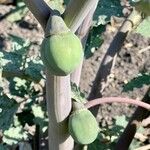 Datura ceratocaula Fruto