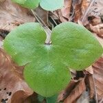 Hepatica nobilis Leaf