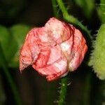 Papaver rhoeas 花