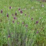 Lavandula pedunculata Hábitos