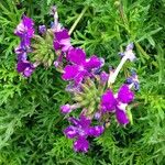 Verbena tenera ശീലം