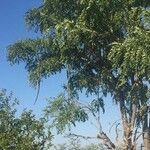 Cassia abbreviata عادت داشتن