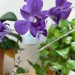 Dendrobium victoriae-reginae Кветка