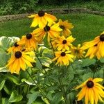 Rudbeckia fulgidaFloro