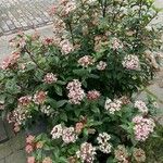 Viburnum tinus 整株植物