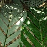 Sclerosperma mannii Blatt