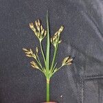 Fimbristylis dichotoma Virág