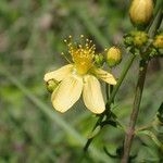 Hypericum hyssopifolium Цвят