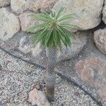 Pachypodium lamerei Leaf