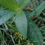 Alternanthera philoxeroides Leaf