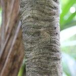 Pandanus purpurascens Corteza