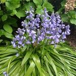 Hyacinthoides hispanicaফুল