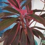 Cordyline fruticosaLeaf