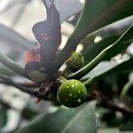 Ficus cyathistipula Frucht
