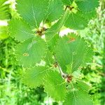 Betula glandulosa Folla