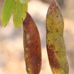 Piliostigma thonningii Φρούτο