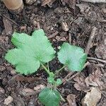 Abelmoschus esculentus Leaf