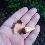 Duguetia eximia Fruto
