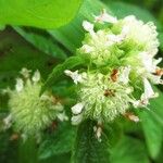 Hyptis atrorubens Flower
