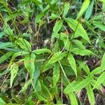 Silene stellata Leaf