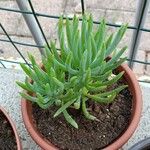 Dudleya edulis Hoja