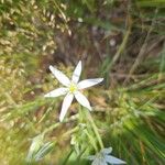 Ornithogalum gussonei Flor