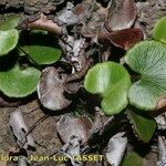 Adiantum reniforme Habitat