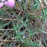 Dianthus pungens Blatt