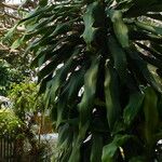 Dracaena angustifolia برگ