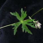 Delphinium vestitum