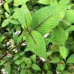 Persicaria campanulata Leaf