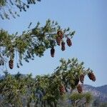 Pseudotsuga macrocarpa Yeri