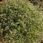 Chamaesyce hypericifolia Лист