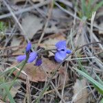 Polygala microphylla Fiore