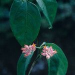 Gurania spruceana Flower