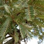 Sophora denudata Hoja