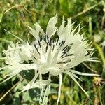 Centaurea cheiranthifolia Blodyn