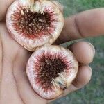 Ficus racemosa Fruit