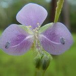 Murdannia gigantea Blomma