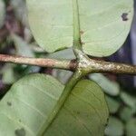 Cuviera longiflora Hoja