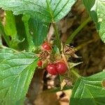 Rubus saxatilis 果