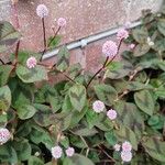 Persicaria capitataFlower