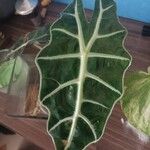 Alocasia sanderiana Liść