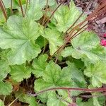 Heuchera sanguinea Hoja