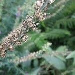Linaria purpurea Frutto