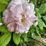 Rosa roxburghii Blüte