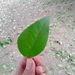 Aegle marmelos Hoja