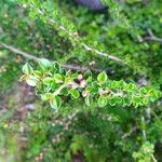 Cotoneaster integrifolius Blad