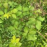 Rubus discolor Leaf
