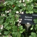 Sanicula europaea Συνήθη χαρακτηριστικά